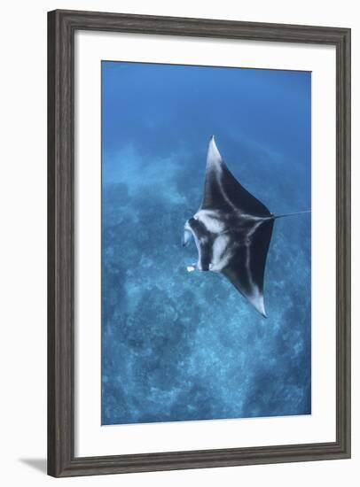 A Large Reef Manta Ray Swims Through Clear Water in Raja Ampat-Stocktrek Images-Framed Photographic Print