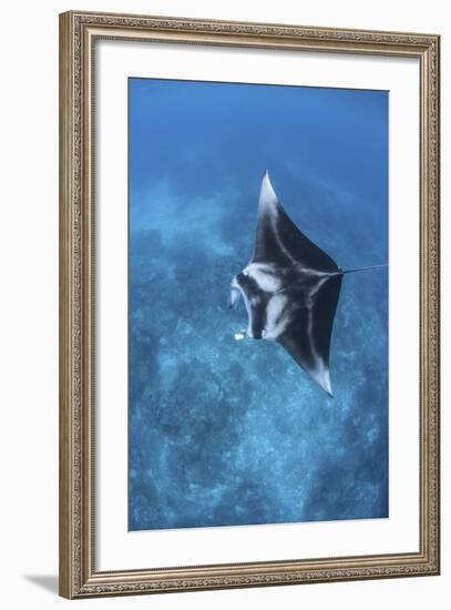 A Large Reef Manta Ray Swims Through Clear Water in Raja Ampat-Stocktrek Images-Framed Photographic Print