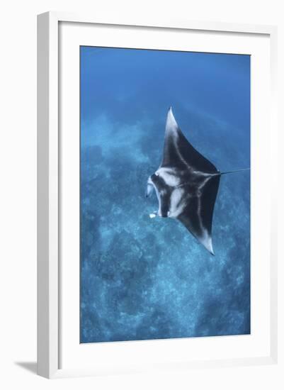 A Large Reef Manta Ray Swims Through Clear Water in Raja Ampat-Stocktrek Images-Framed Photographic Print