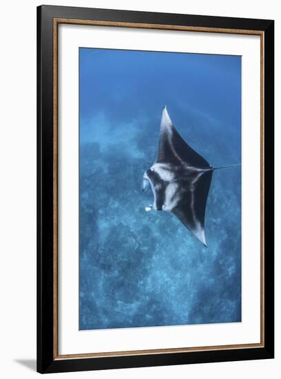 A Large Reef Manta Ray Swims Through Clear Water in Raja Ampat-Stocktrek Images-Framed Photographic Print