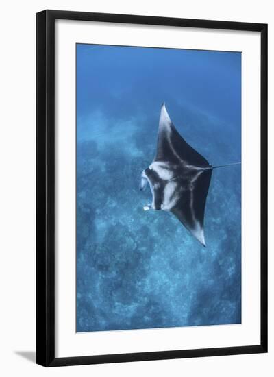 A Large Reef Manta Ray Swims Through Clear Water in Raja Ampat-Stocktrek Images-Framed Photographic Print