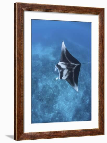 A Large Reef Manta Ray Swims Through Clear Water in Raja Ampat-Stocktrek Images-Framed Photographic Print