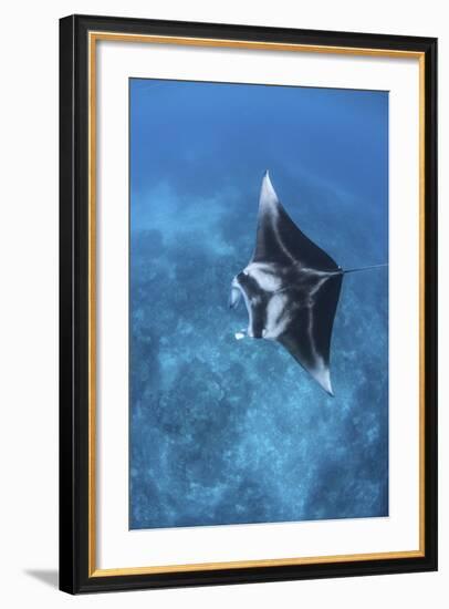 A Large Reef Manta Ray Swims Through Clear Water in Raja Ampat-Stocktrek Images-Framed Photographic Print