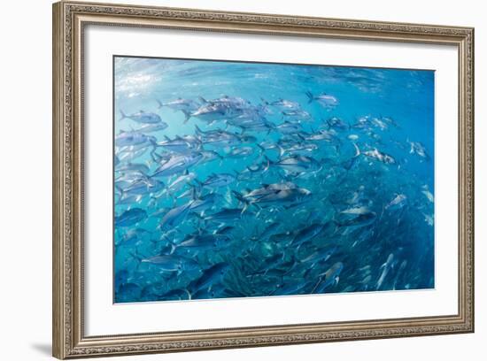 A Large School of Bigeye Trevally (Caranx Sexfasciatus) in Deep Water Near Cabo Pulmo-Michael Nolan-Framed Photographic Print