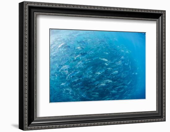 A Large School of Bigeye Trevally (Caranx Sexfasciatus) in Deep Water Near Cabo Pulmo-Michael Nolan-Framed Photographic Print