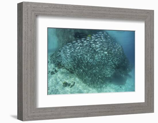 A Large School of Scad in the Solomon Islands-Stocktrek Images-Framed Photographic Print