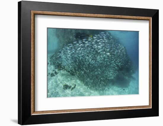 A Large School of Scad in the Solomon Islands-Stocktrek Images-Framed Photographic Print