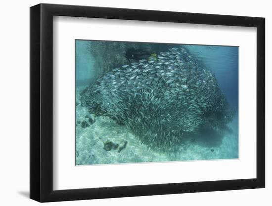 A Large School of Scad in the Solomon Islands-Stocktrek Images-Framed Photographic Print