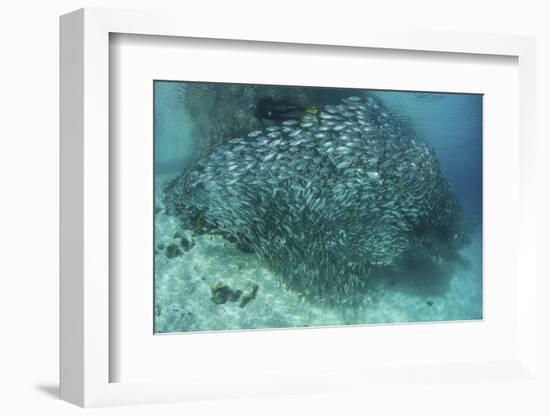 A Large School of Scad in the Solomon Islands-Stocktrek Images-Framed Photographic Print