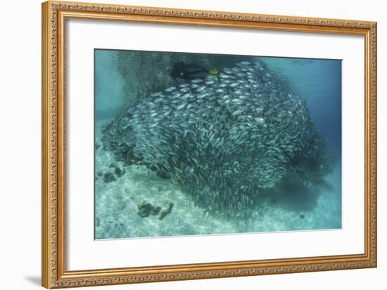 A Large School of Scad in the Solomon Islands-Stocktrek Images-Framed Photographic Print