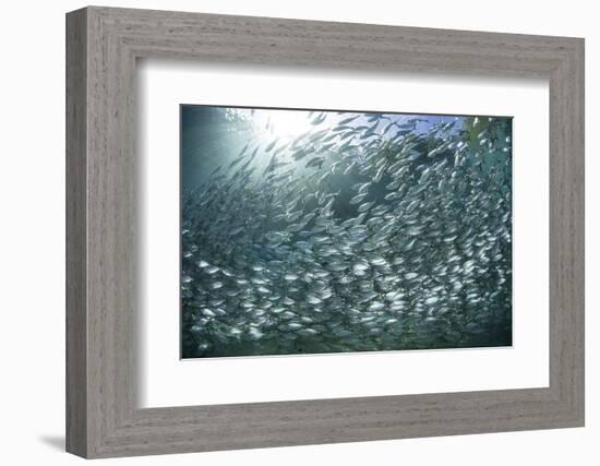 A Large School of Scad in the Solomon Islands-Stocktrek Images-Framed Photographic Print