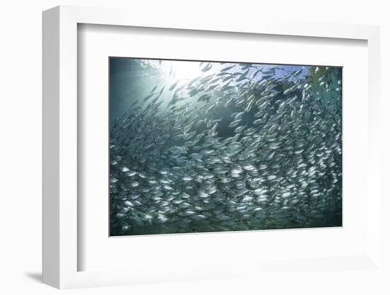 A Large School of Scad in the Solomon Islands-Stocktrek Images-Framed Photographic Print