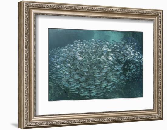 A Large School of Scad in the Solomon Islands-Stocktrek Images-Framed Photographic Print