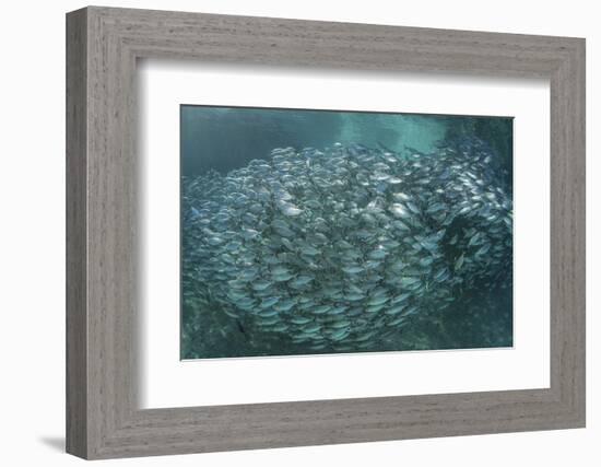 A Large School of Scad in the Solomon Islands-Stocktrek Images-Framed Photographic Print