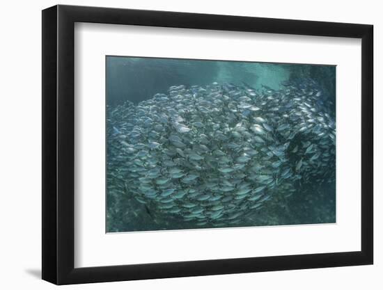 A Large School of Scad in the Solomon Islands-Stocktrek Images-Framed Photographic Print