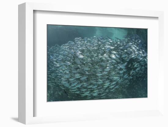 A Large School of Scad in the Solomon Islands-Stocktrek Images-Framed Photographic Print