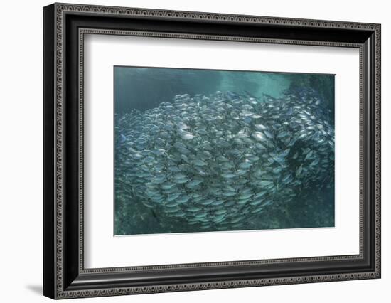 A Large School of Scad in the Solomon Islands-Stocktrek Images-Framed Photographic Print