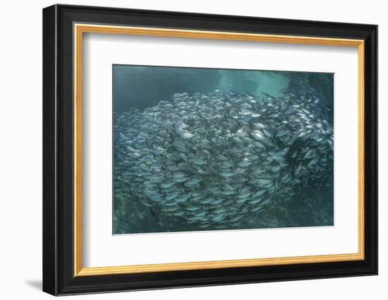 A Large School of Scad in the Solomon Islands-Stocktrek Images-Framed Photographic Print