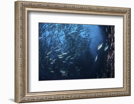 A Large School of Trevally Near Cocos Island, Costa Rica-Stocktrek Images-Framed Photographic Print