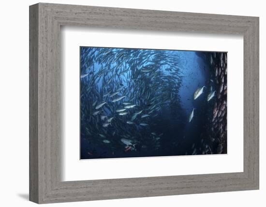 A Large School of Trevally Near Cocos Island, Costa Rica-Stocktrek Images-Framed Photographic Print