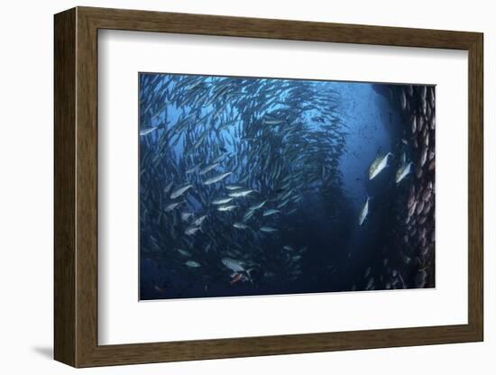 A Large School of Trevally Near Cocos Island, Costa Rica-Stocktrek Images-Framed Photographic Print