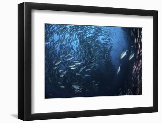 A Large School of Trevally Near Cocos Island, Costa Rica-Stocktrek Images-Framed Photographic Print