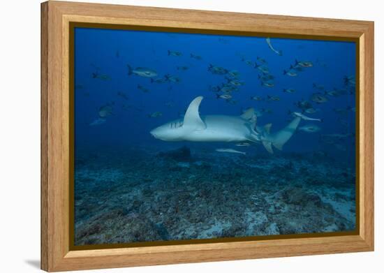 A Large Tawny Nurse Shark on a Deep Fijian Reef-Stocktrek Images-Framed Premier Image Canvas