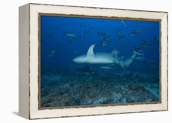 A Large Tawny Nurse Shark on a Deep Fijian Reef-Stocktrek Images-Framed Premier Image Canvas