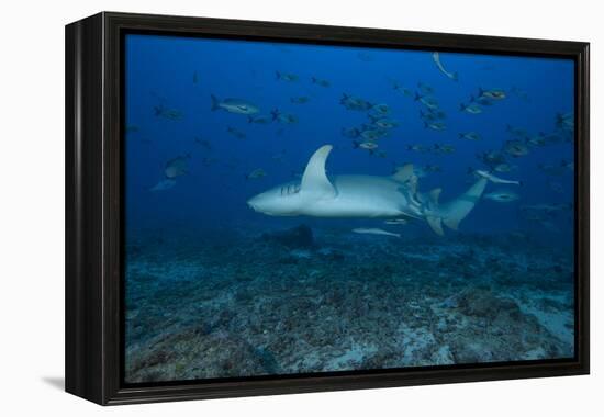 A Large Tawny Nurse Shark on a Deep Fijian Reef-Stocktrek Images-Framed Premier Image Canvas