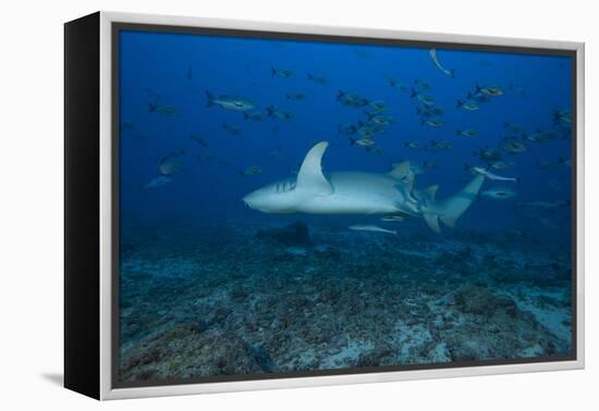 A Large Tawny Nurse Shark on a Deep Fijian Reef-Stocktrek Images-Framed Premier Image Canvas