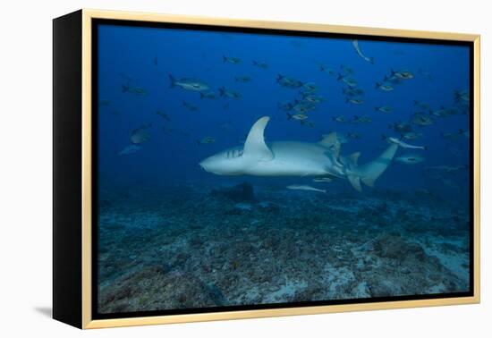 A Large Tawny Nurse Shark on a Deep Fijian Reef-Stocktrek Images-Framed Premier Image Canvas