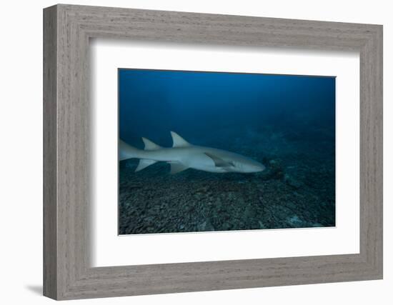 A Large Tawny Nurse Shark on a Deep Fijian Reef-Stocktrek Images-Framed Photographic Print