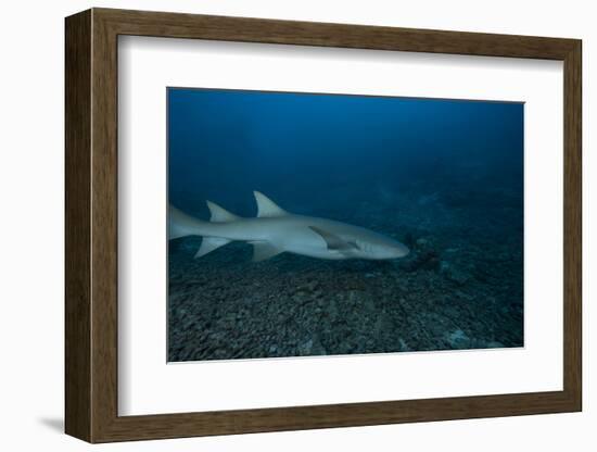 A Large Tawny Nurse Shark on a Deep Fijian Reef-Stocktrek Images-Framed Photographic Print