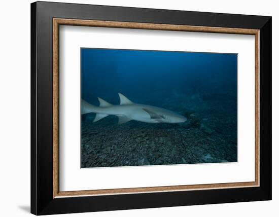 A Large Tawny Nurse Shark on a Deep Fijian Reef-Stocktrek Images-Framed Photographic Print