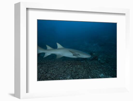 A Large Tawny Nurse Shark on a Deep Fijian Reef-Stocktrek Images-Framed Photographic Print