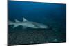 A Large Tawny Nurse Shark on a Deep Fijian Reef-Stocktrek Images-Mounted Photographic Print