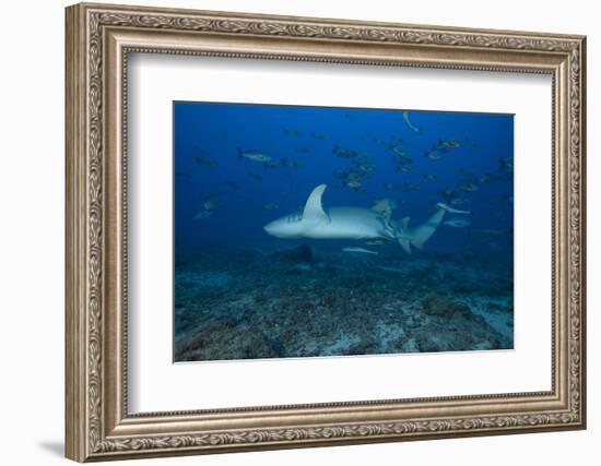 A Large Tawny Nurse Shark on a Deep Fijian Reef-Stocktrek Images-Framed Photographic Print