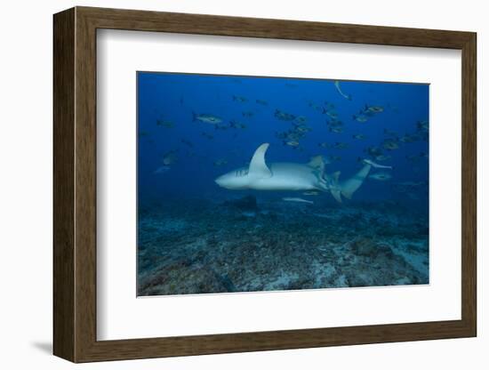 A Large Tawny Nurse Shark on a Deep Fijian Reef-Stocktrek Images-Framed Photographic Print