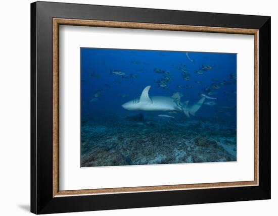 A Large Tawny Nurse Shark on a Deep Fijian Reef-Stocktrek Images-Framed Photographic Print