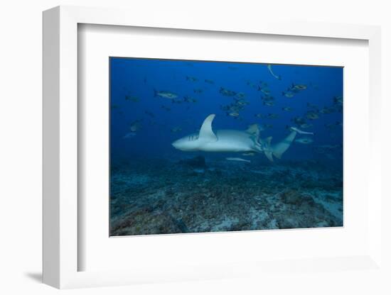A Large Tawny Nurse Shark on a Deep Fijian Reef-Stocktrek Images-Framed Photographic Print