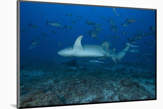 A Large Tawny Nurse Shark on a Deep Fijian Reef-Stocktrek Images-Mounted Photographic Print