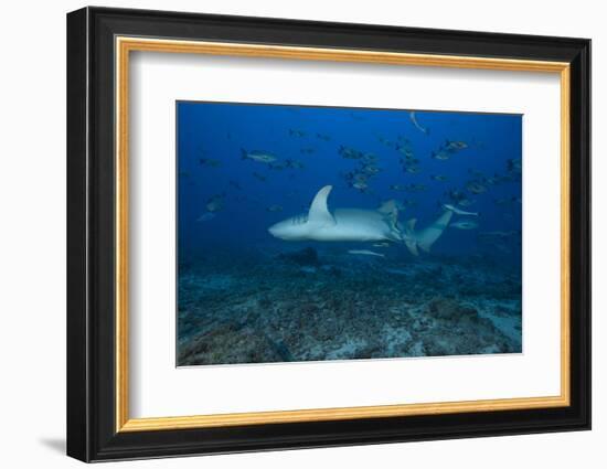 A Large Tawny Nurse Shark on a Deep Fijian Reef-Stocktrek Images-Framed Photographic Print