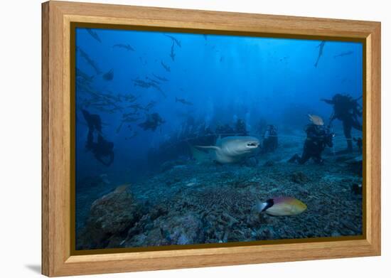 A Large Tawny Nurse Shark Swims Past Divers at the Bistro Dive Site in Fiji-Stocktrek Images-Framed Premier Image Canvas