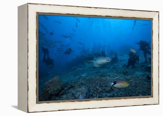 A Large Tawny Nurse Shark Swims Past Divers at the Bistro Dive Site in Fiji-Stocktrek Images-Framed Premier Image Canvas