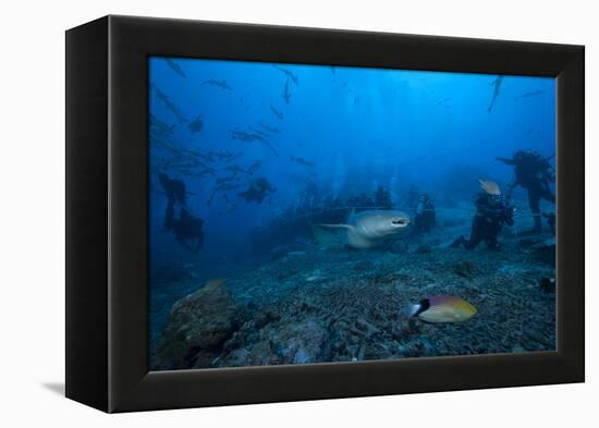 A Large Tawny Nurse Shark Swims Past Divers at the Bistro Dive Site in Fiji-Stocktrek Images-Framed Premier Image Canvas