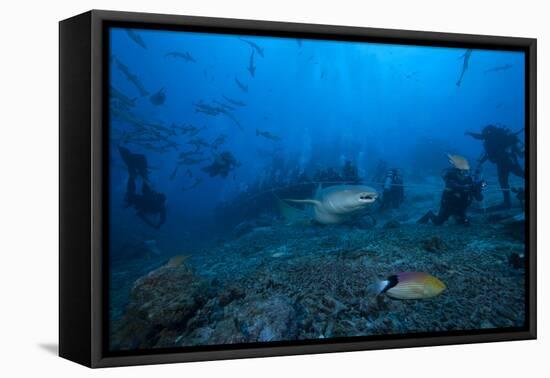 A Large Tawny Nurse Shark Swims Past Divers at the Bistro Dive Site in Fiji-Stocktrek Images-Framed Premier Image Canvas