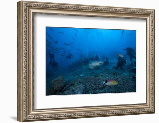 A Large Tawny Nurse Shark Swims Past Divers at the Bistro Dive Site in Fiji-Stocktrek Images-Framed Photographic Print