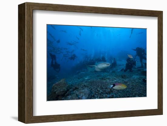 A Large Tawny Nurse Shark Swims Past Divers at the Bistro Dive Site in Fiji-Stocktrek Images-Framed Photographic Print