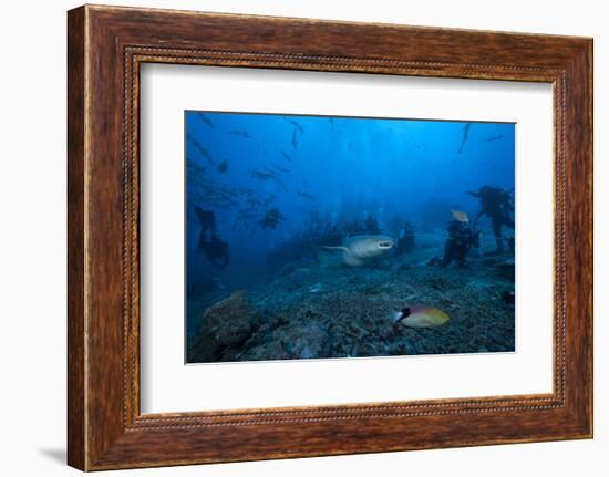 A Large Tawny Nurse Shark Swims Past Divers at the Bistro Dive Site in Fiji-Stocktrek Images-Framed Photographic Print