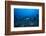 A Large Tawny Nurse Shark Swims Past Divers at the Bistro Dive Site in Fiji-Stocktrek Images-Framed Photographic Print